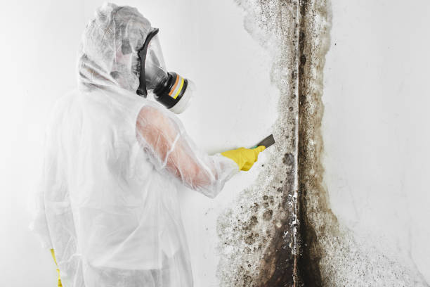 Best Mold Testing  in Travis Ranch, TX