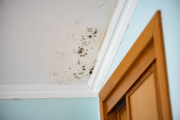 Best Office Mold Removal Services  in Travis Ranch, TX