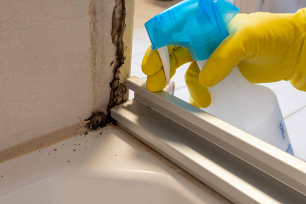 Best Mold Damage Repair  in Travis Ranch, TX