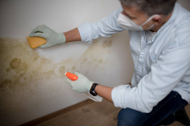 Best Affordable Mold Removal  in Travis Ranch, TX