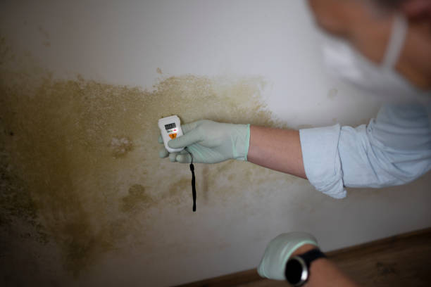  Travis Ranch, TX Mold Removal Pros