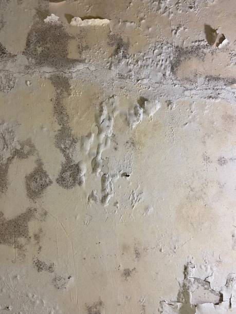 Best Crawl Space Mold Removal  in Travis Ranch, TX
