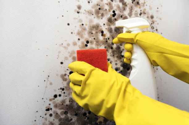 Best Mold Removal Company Near Me  in Travis Ranch, TX