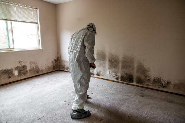 Best Home Mold Removal  in Travis Ranch, TX