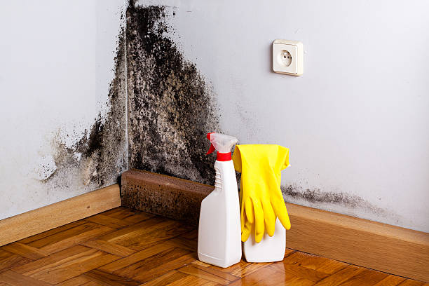 Best Residential Mold Removal  in Travis Ranch, TX