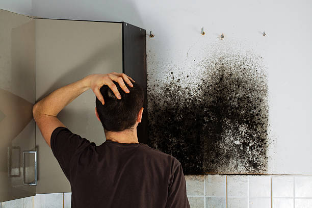 Best Fast Mold Removal  in Travis Ranch, TX