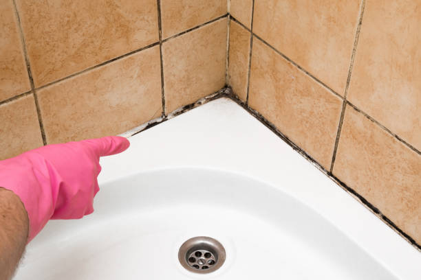 Best Same-Day Mold Removal  in Travis Ranch, TX