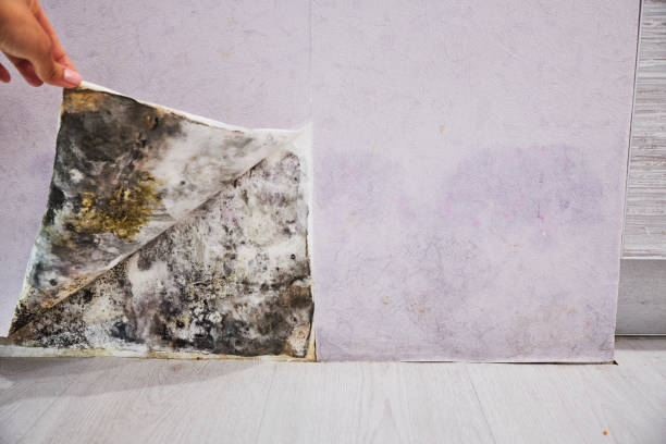Best Black Mold Removal  in Travis Ranch, TX